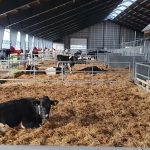 Kvægstaldsprojekt til 600 køer